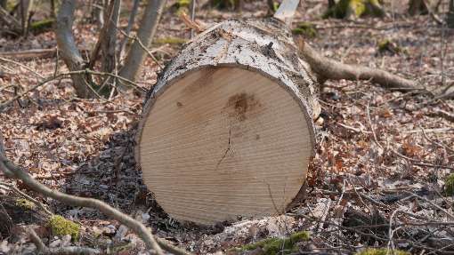 Bild 4: Ein perfekter Furnierbaum. Foto: IFN